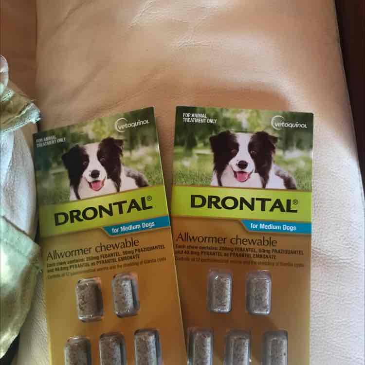 drontal allwormer medium dogs