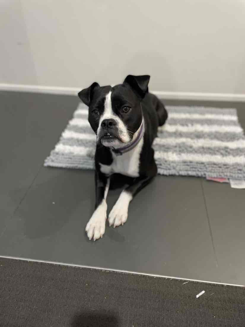 Kazoo Classic Daydream Trampoline Black White Large Dog Bed 90.36