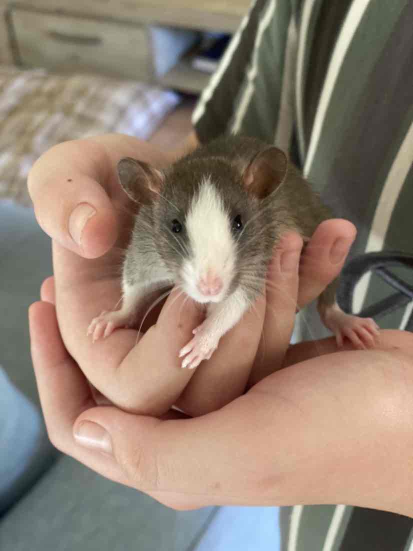 Back 2 Nature Small Animal Bedding And Litter 30L 30.59