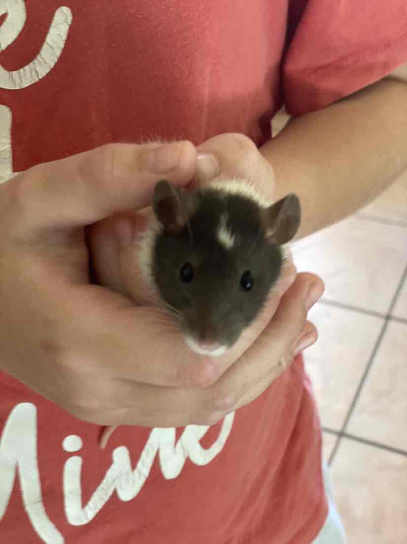 Back 2 Nature Small Animal Bedding And Litter 30L 30.59