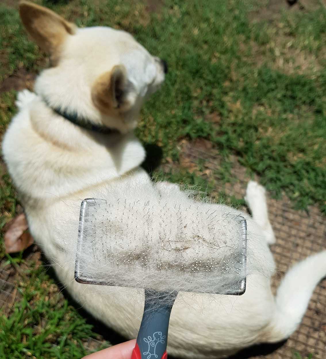 Shear Magic Slicker Brush Medium For Dogs 12.99