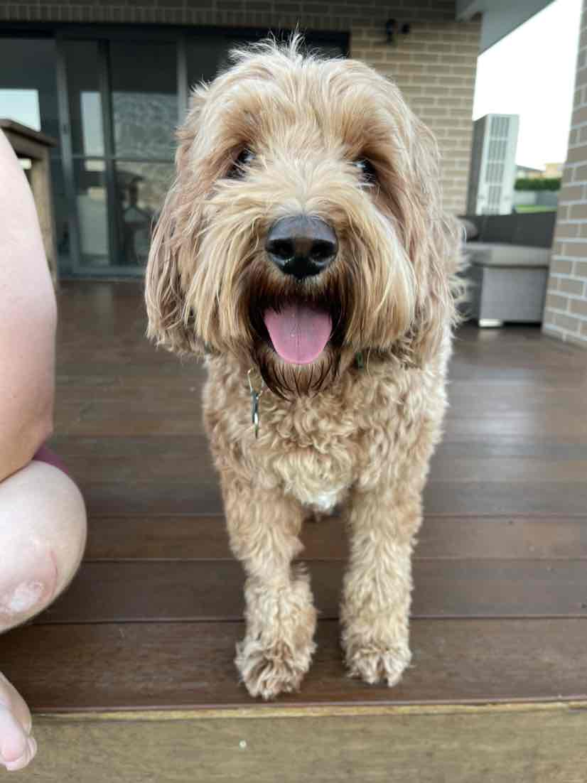 kong cloud collar australia