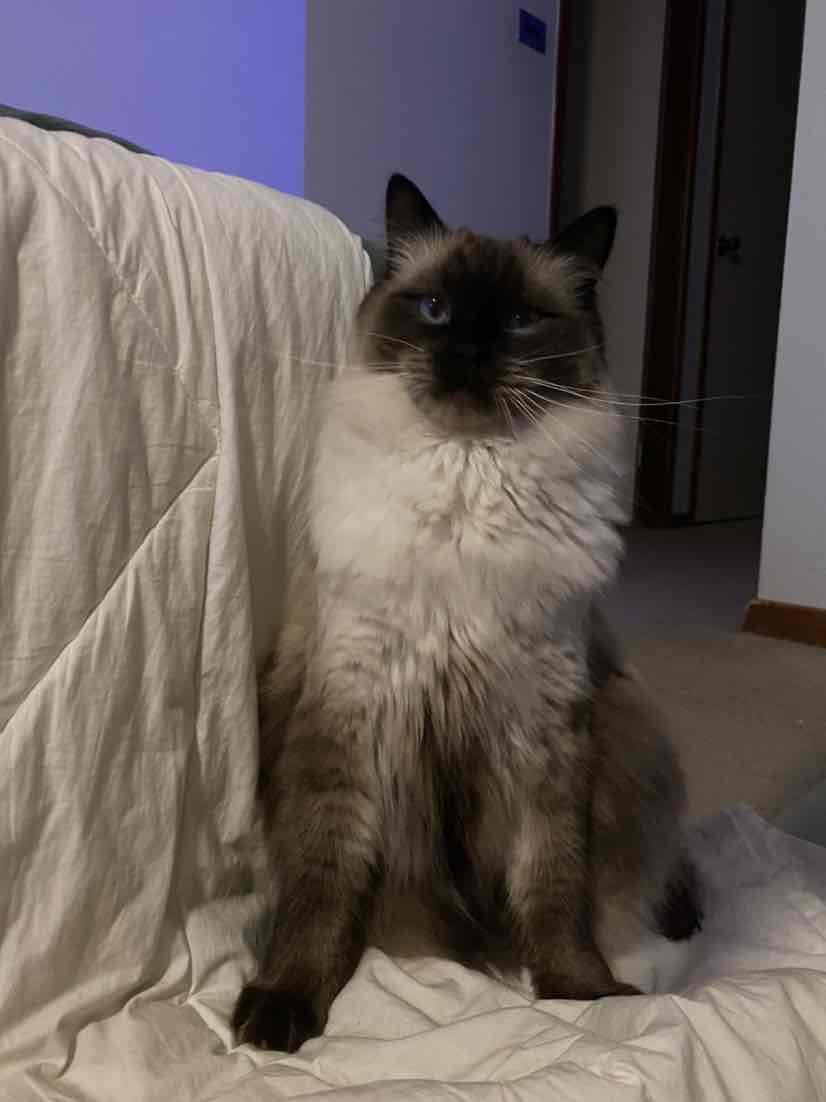 ragdoll 10kg