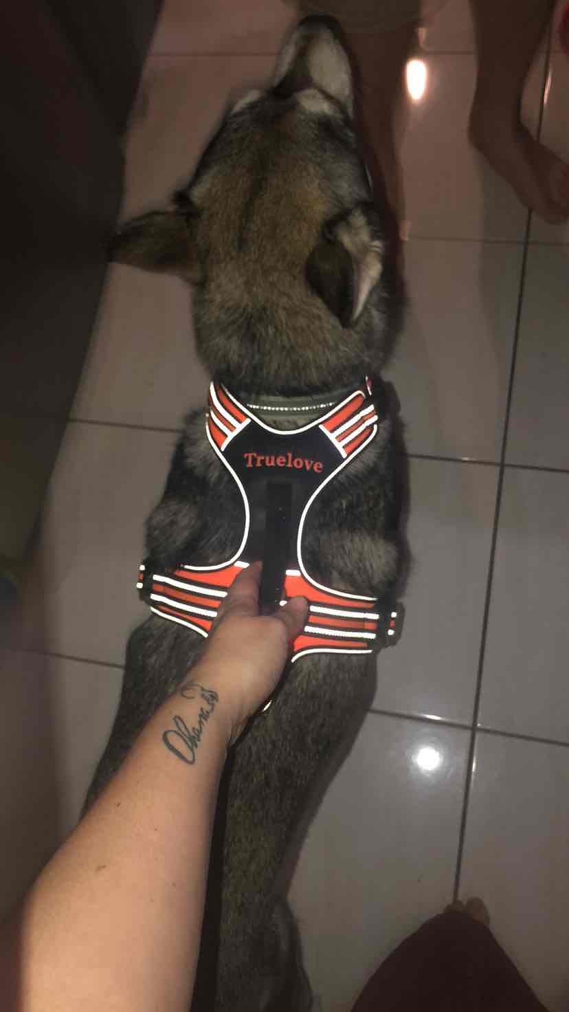 True love 2024 harness review