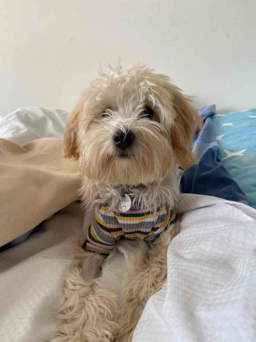 Bounce And Pounce Mongoose Treat Dispenser Assorted Colour Toy For Dogs