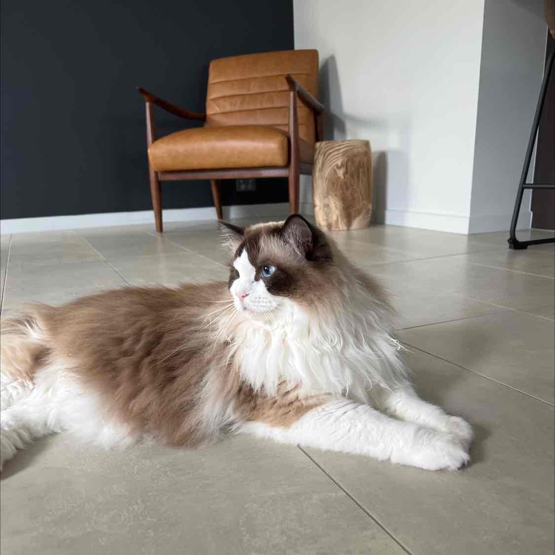 ragdoll 10kg