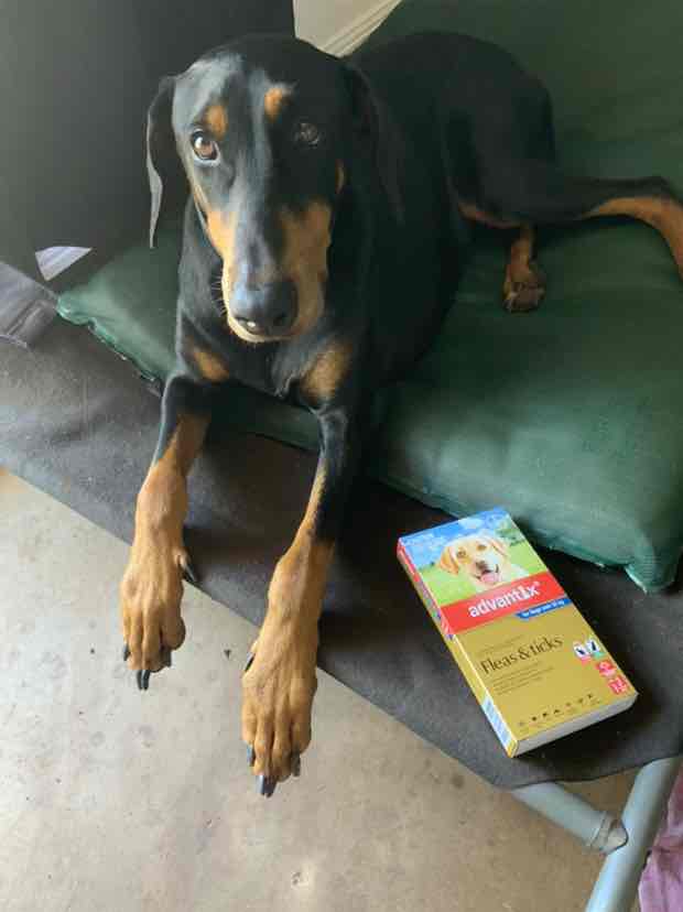 advantix large dog 6 pack