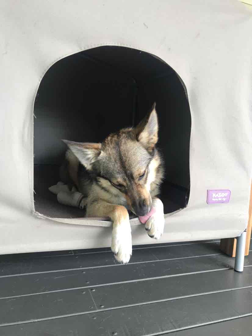 Canvas sale dog kennels
