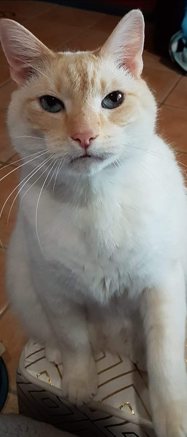 Royal Canin Veterinary Diet Feline Gastrointestinal Hairball Dry Cat Food 2kg 55.90