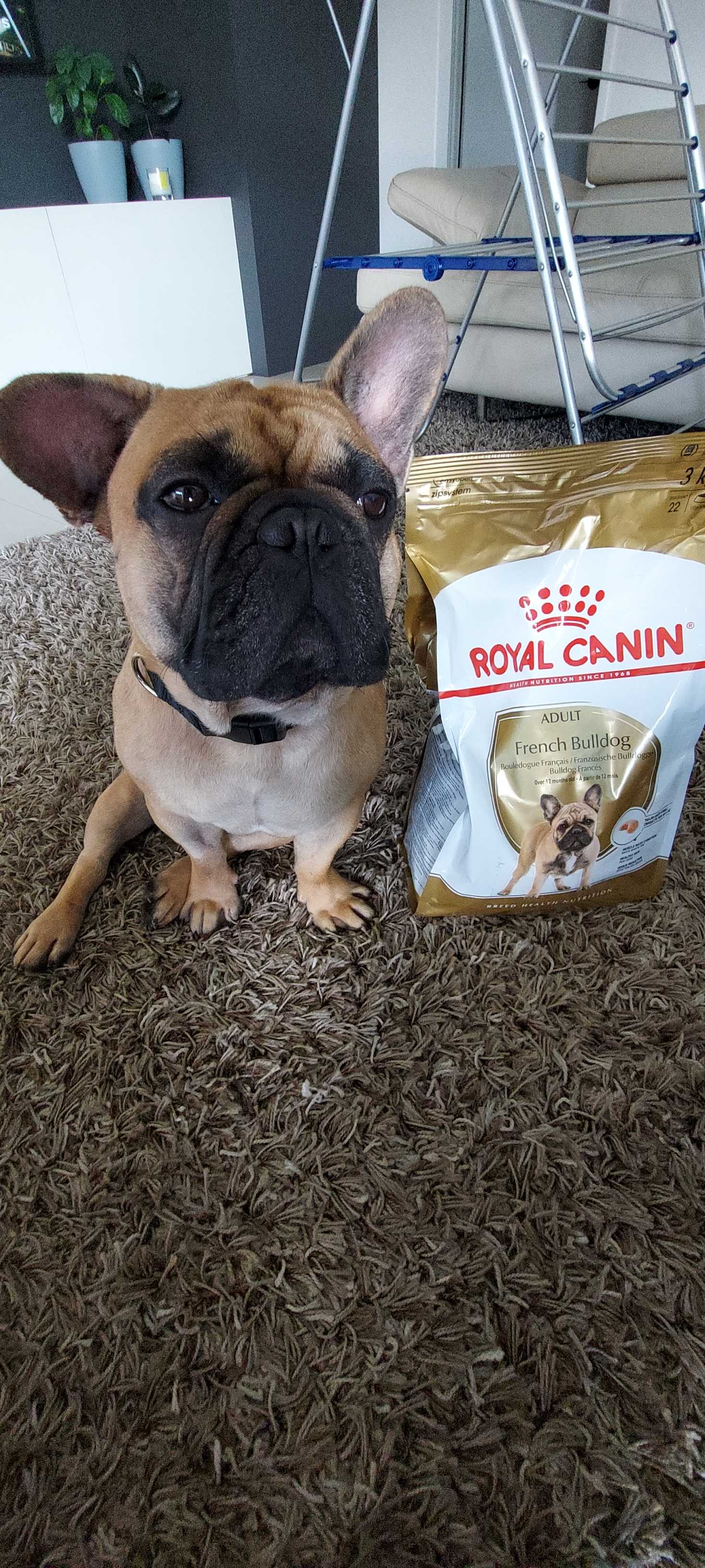 Royal Canin French Bulldog Adult Dry Dog Food 3kg 46.91