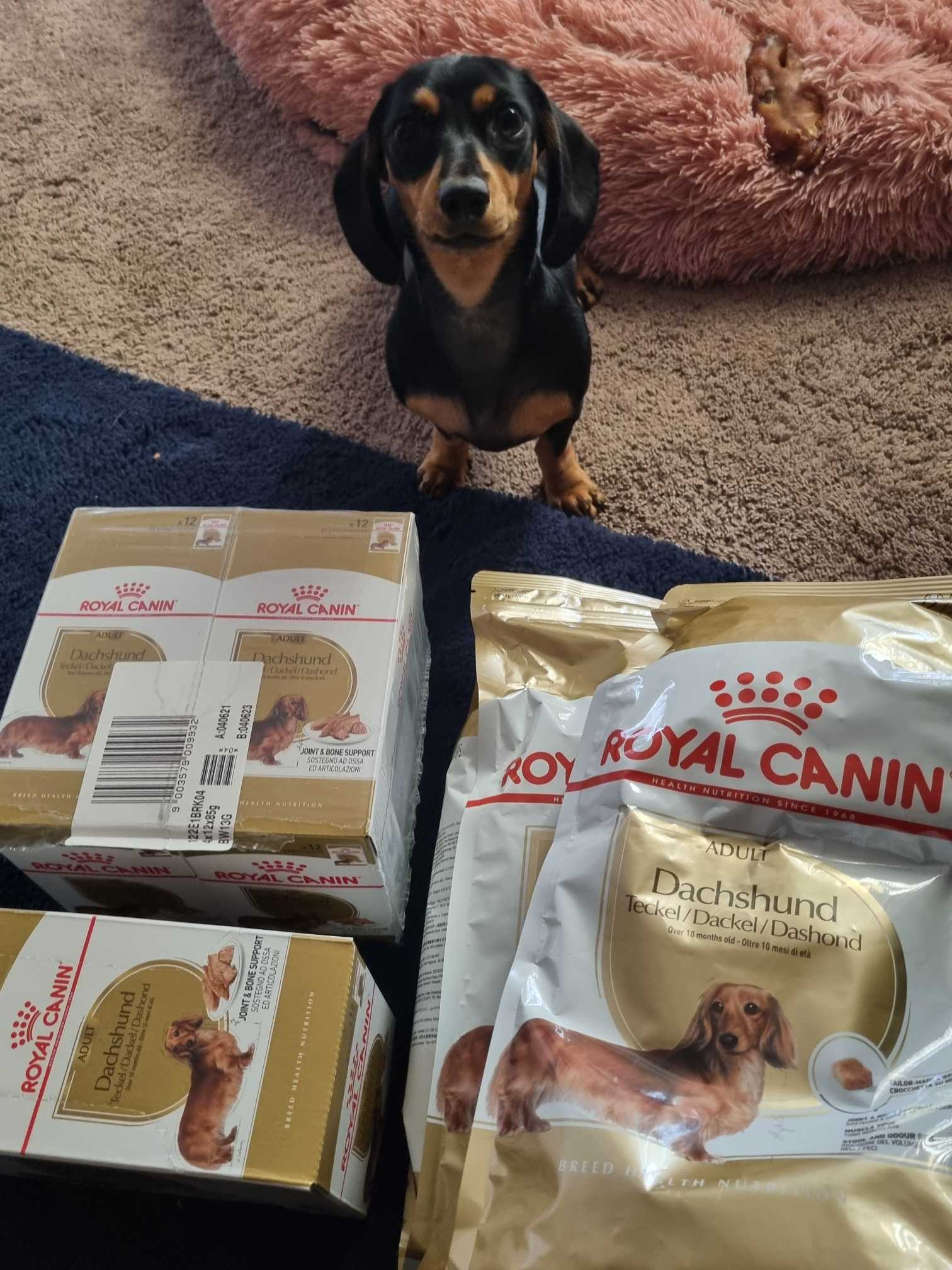 Royal canin best sale dachshund wet food