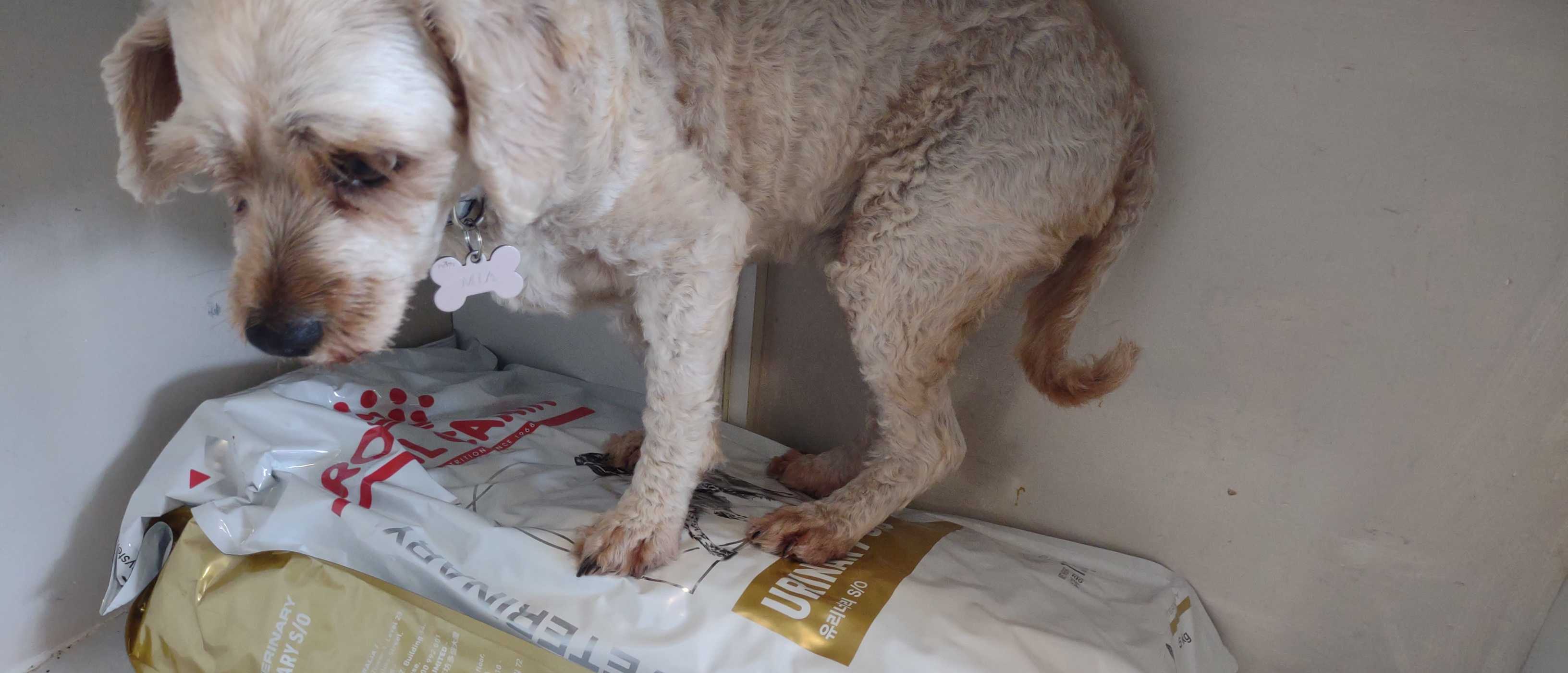 Royal Canin Veterinary Diet Canine SO Urinary Dry Dog Food 13kg - $207.99
