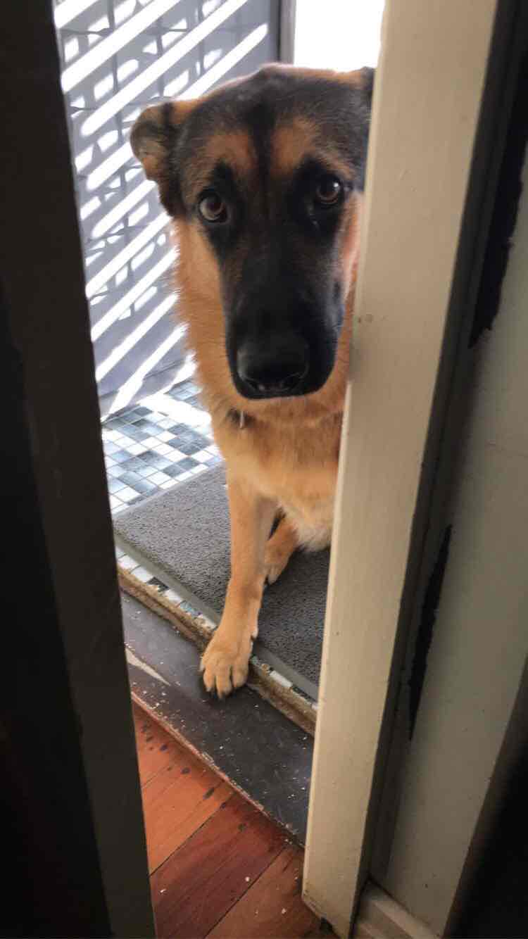 zeez washable diaper