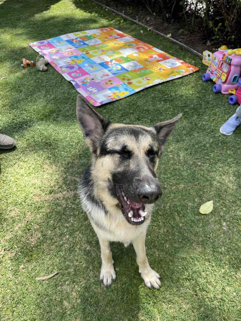 Kazoo Designer Daydream Trampoline Cafe Mocha Medium Dog Bed 73.56