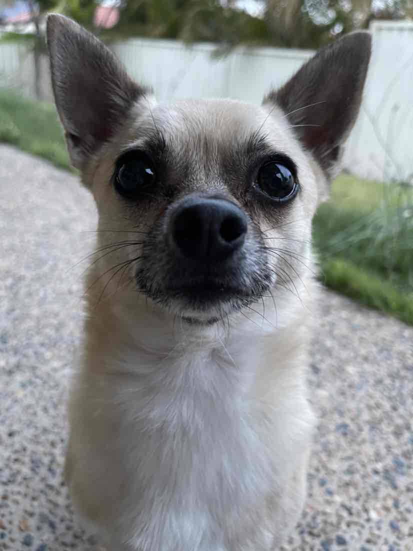 Turmeric Life Turmeric And Liver Bites For Dogs 350gm 42.88