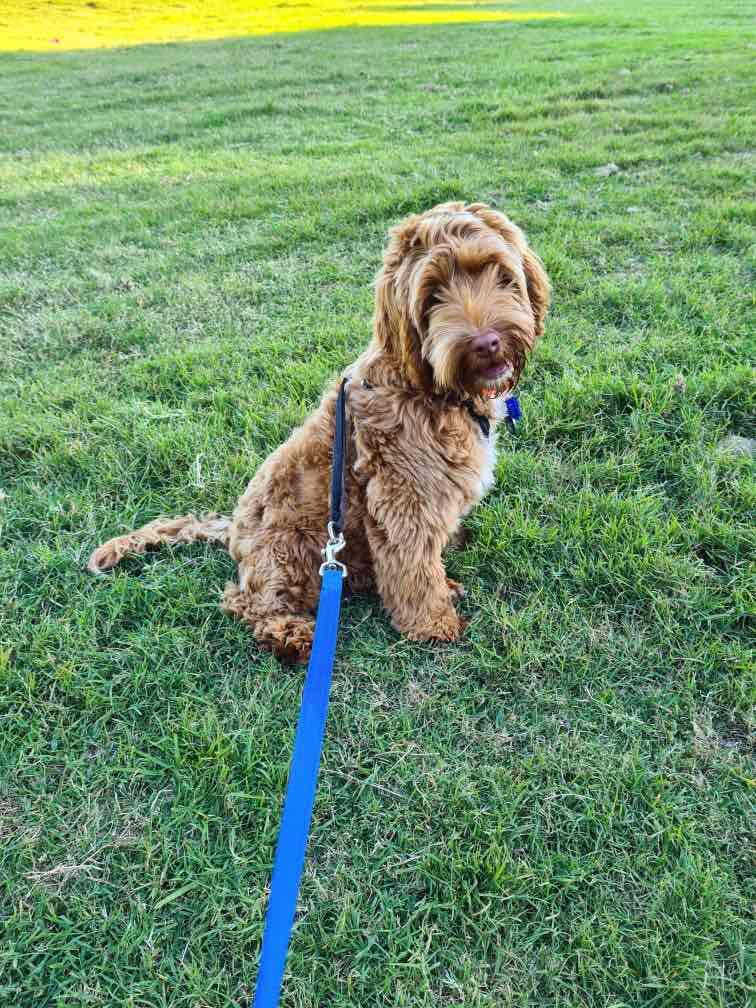 Aristopet Outdoor Garden Repellent Dog And Cat 1kg 35.99