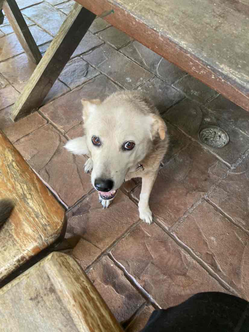 Pawboost Lost Pets Gold Coast Facebook Eukanuba Medium Breed