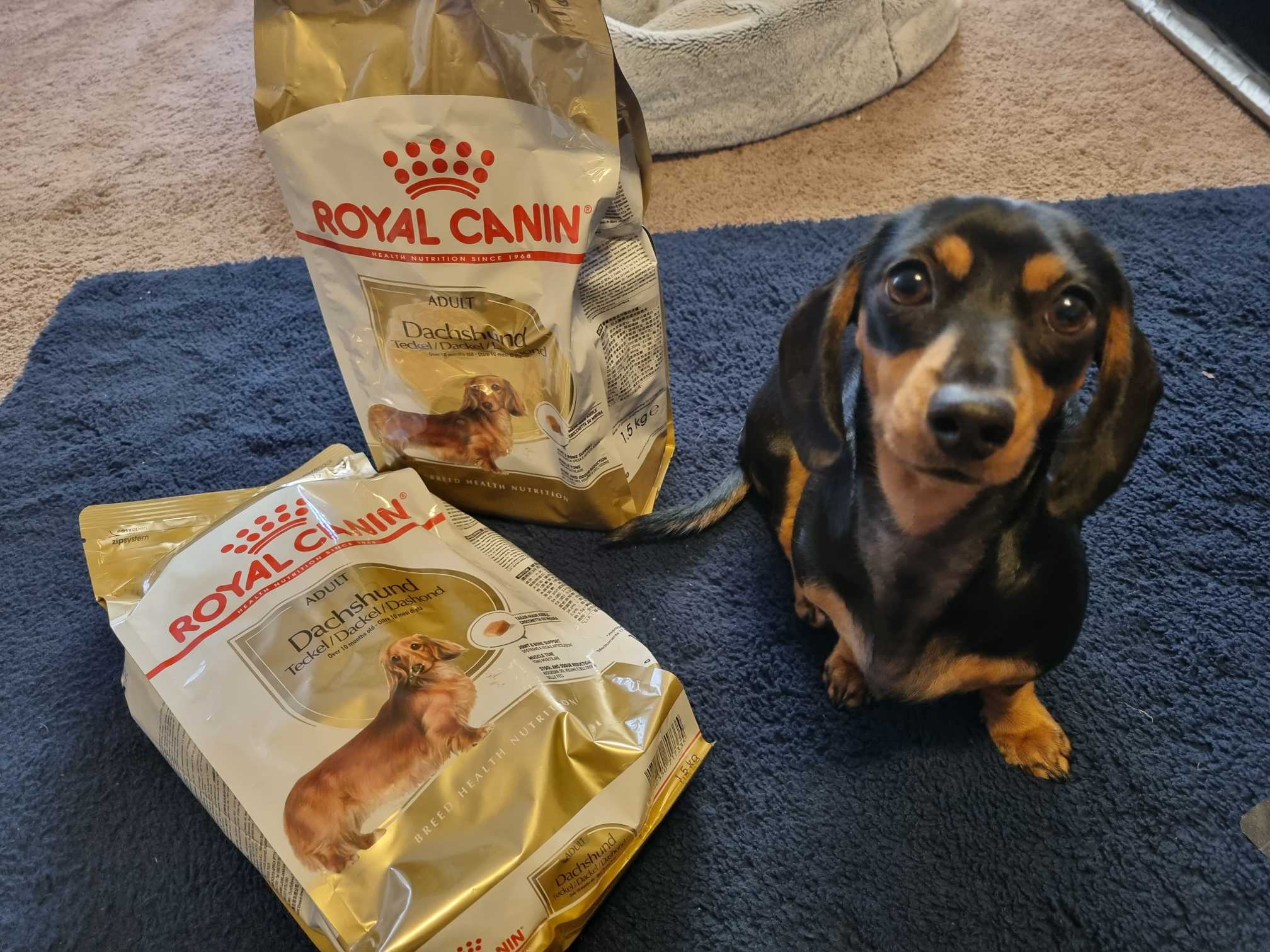 Royal canin dachshund store 7.5