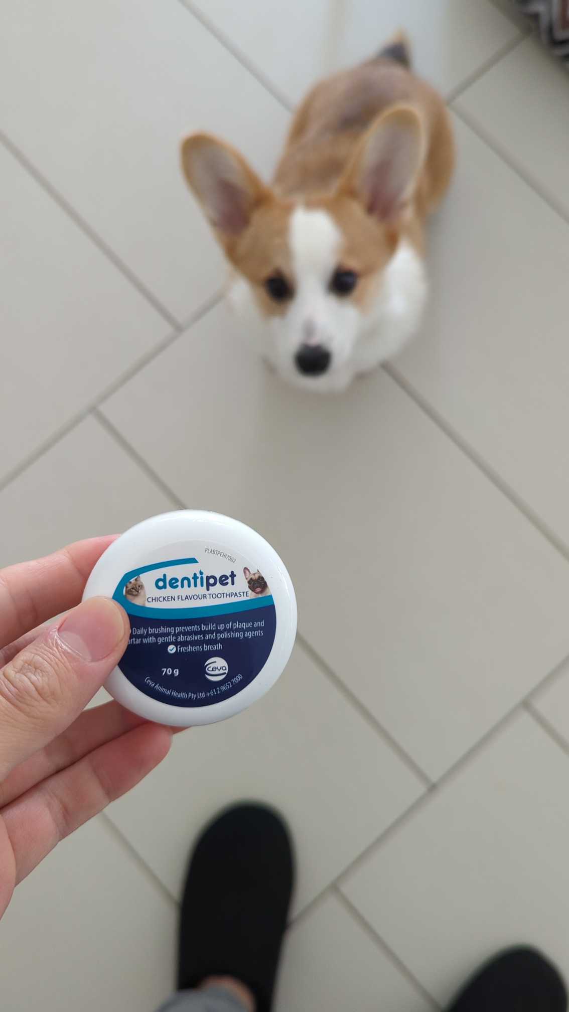 dentipet toothpaste ingredients