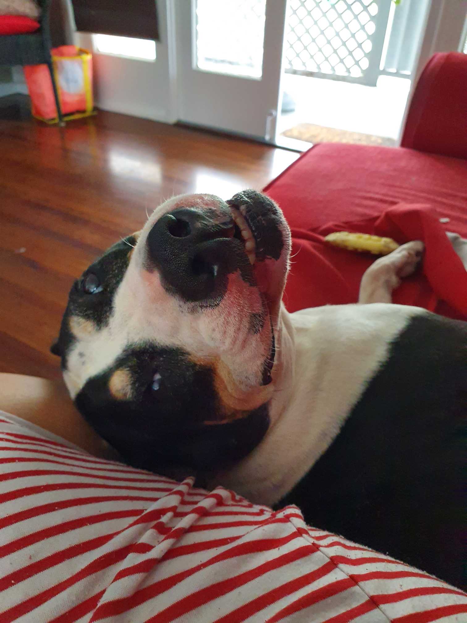 Turmeric Life Turmeric And Liver Bites For Dogs 350gm 42.88