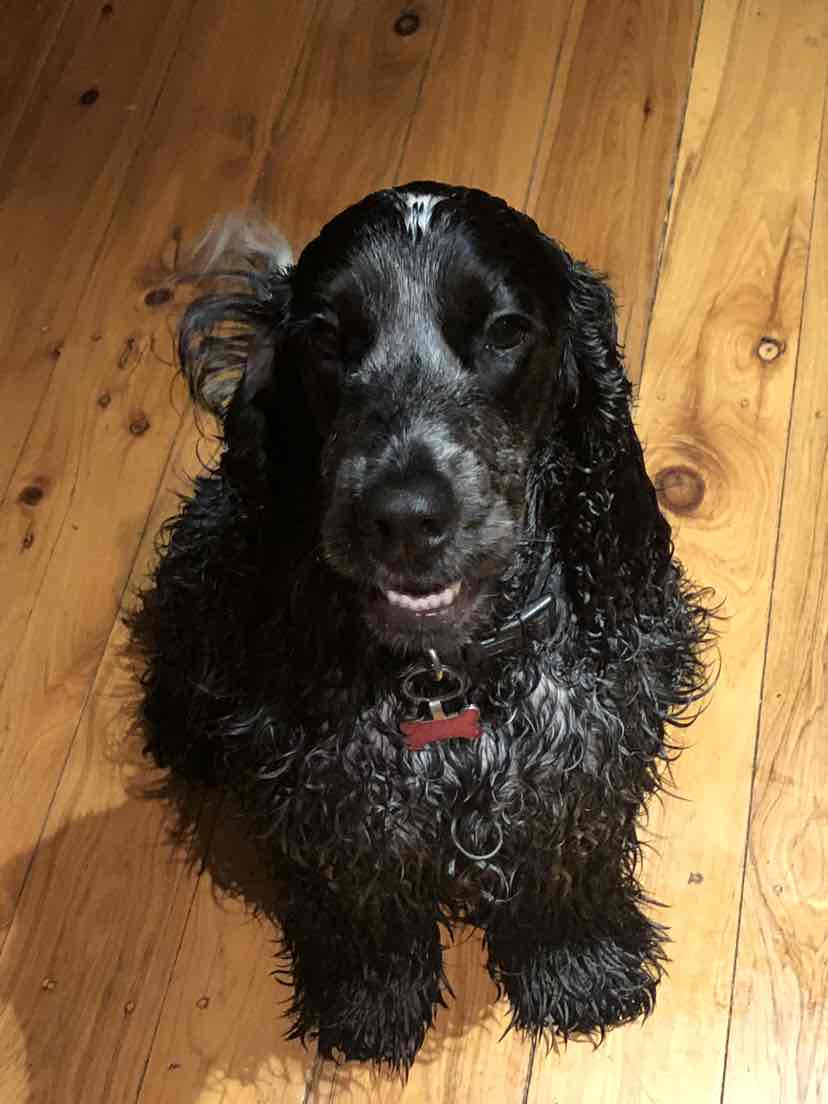 Royal Canin Cocker Spaniel Adult Dry Dog Food 3kg 46.91