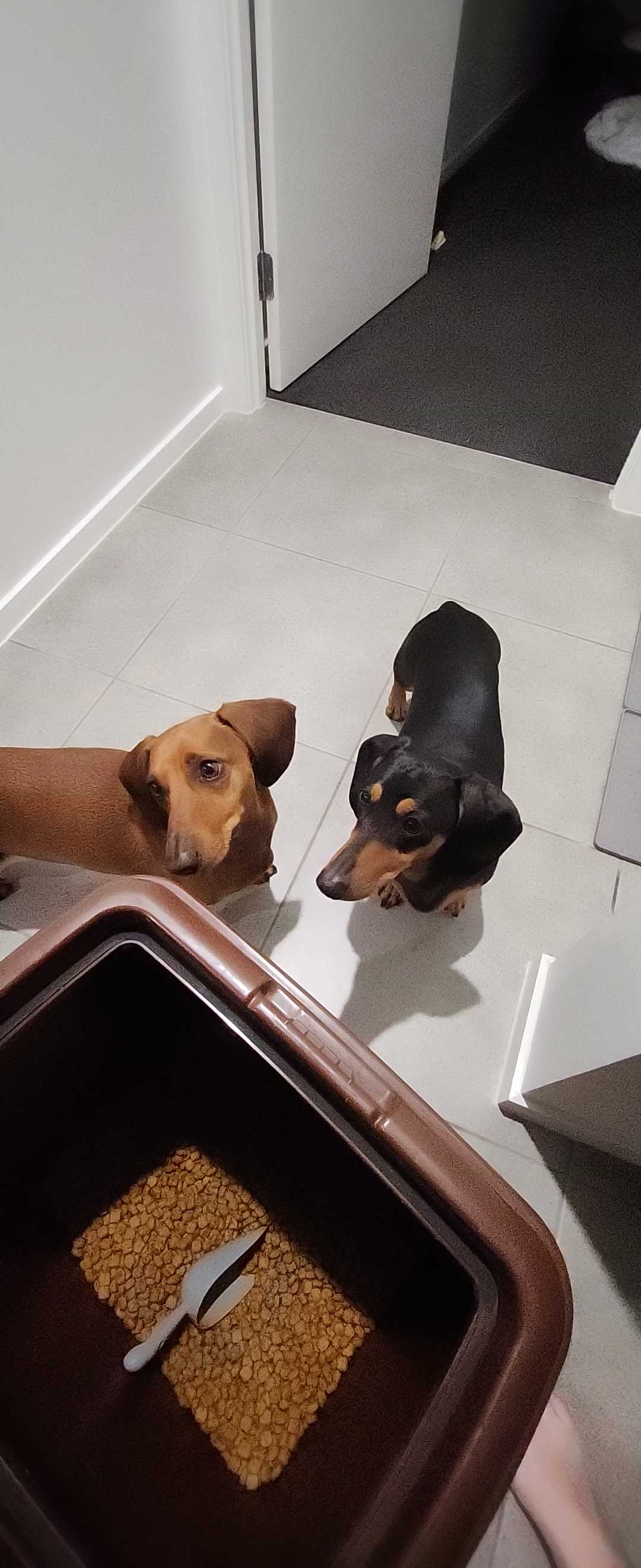 Dachshund Adult Dry Dog Food