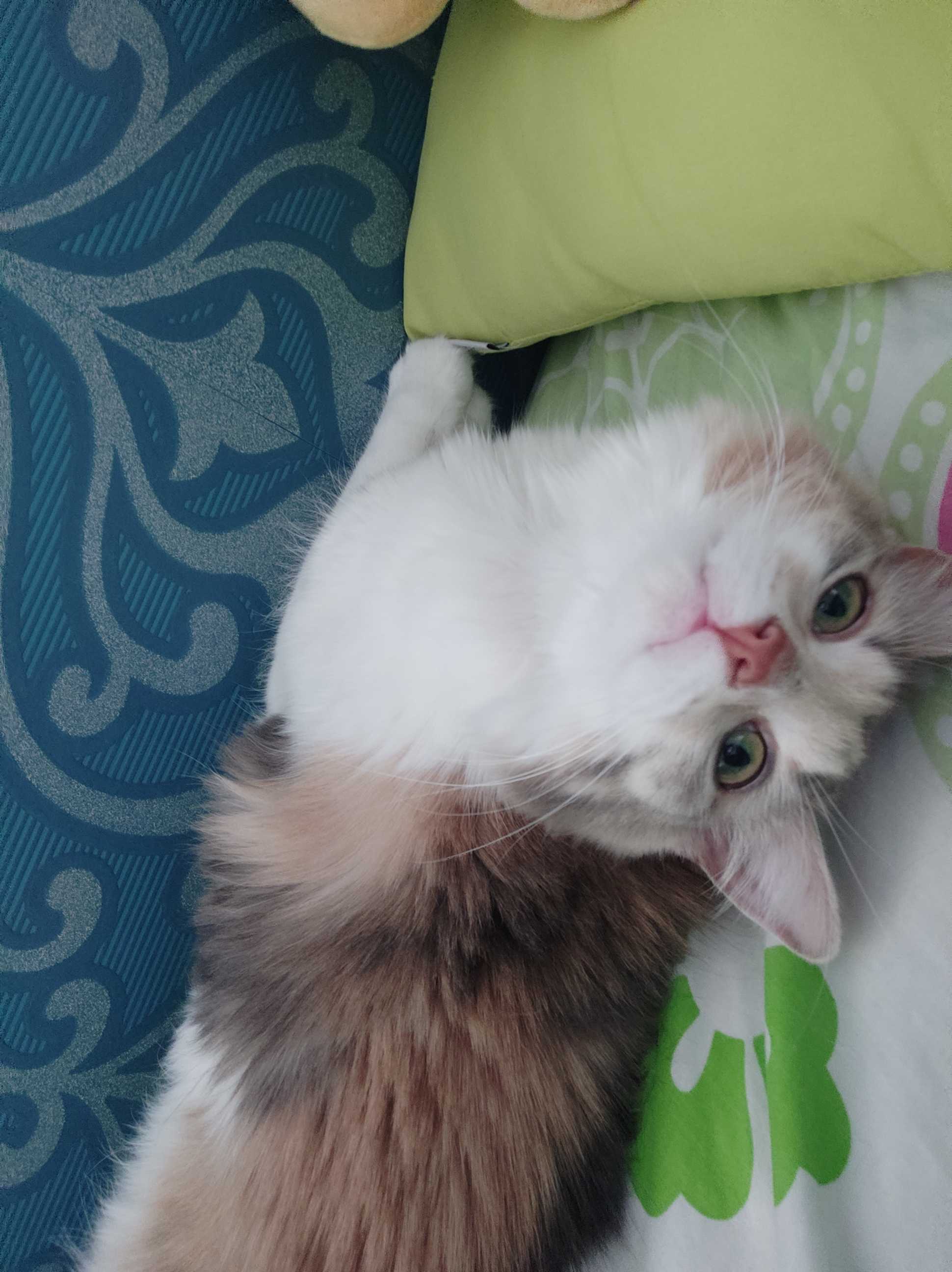 FurKidz Deluxe Large Open Top Travel Carrier Dark Blue Beige For Dogs