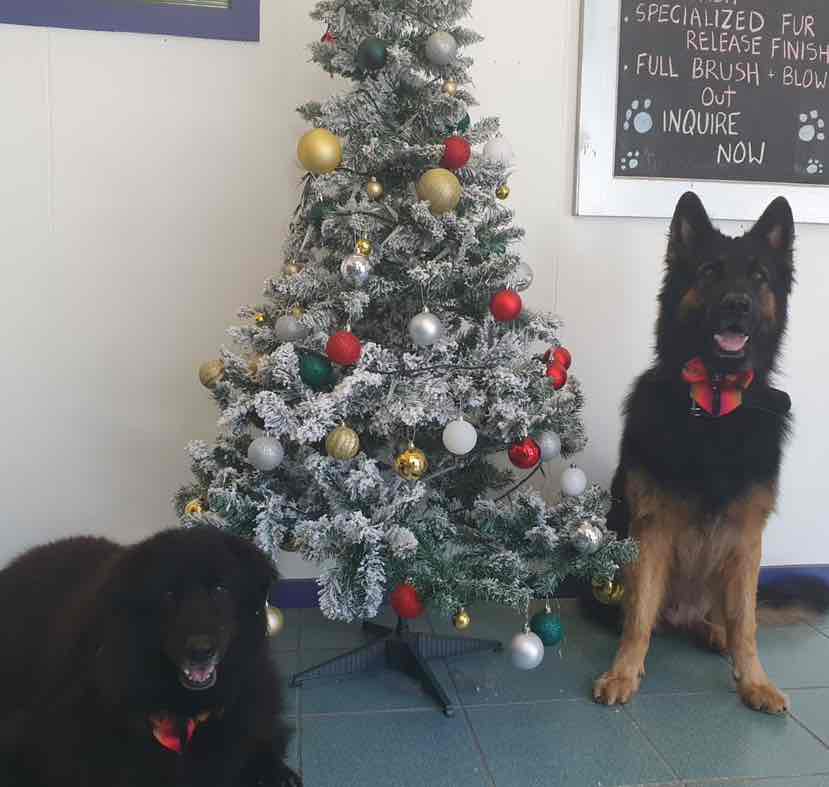 royal canin german shepherd food reviews