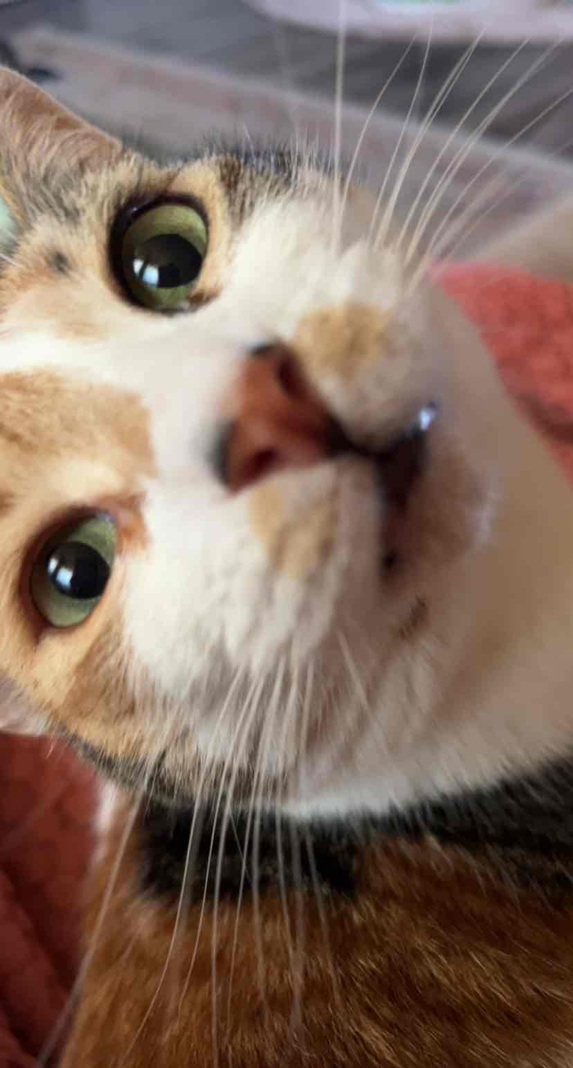 Trouble And Trix Cat Water H2O Fountain Replacement Filter 3 Pack 9.82