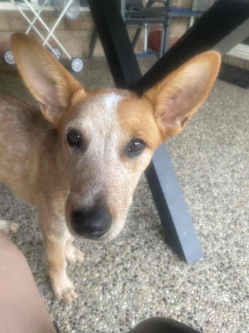 Kazoo Classic Daydream Trampoline Black White Large Dog Bed 90.36