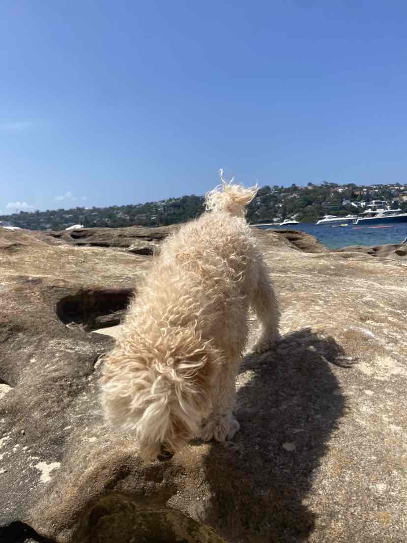 Kazoo Designer Daydream Trampoline Cafe Mocha Medium Dog Bed 73.56