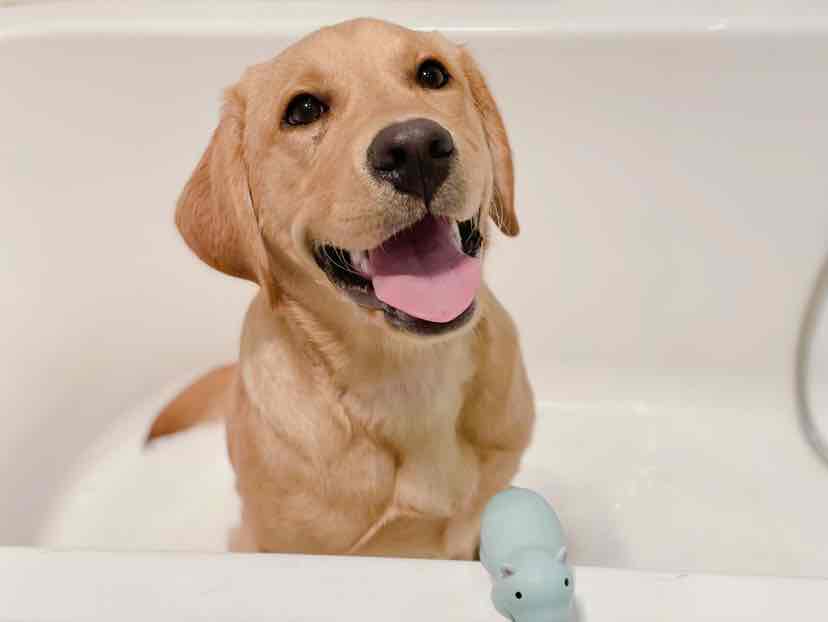 Royal Canin Labrador Retriever Puppy Junior Dry Dog Food 24kg