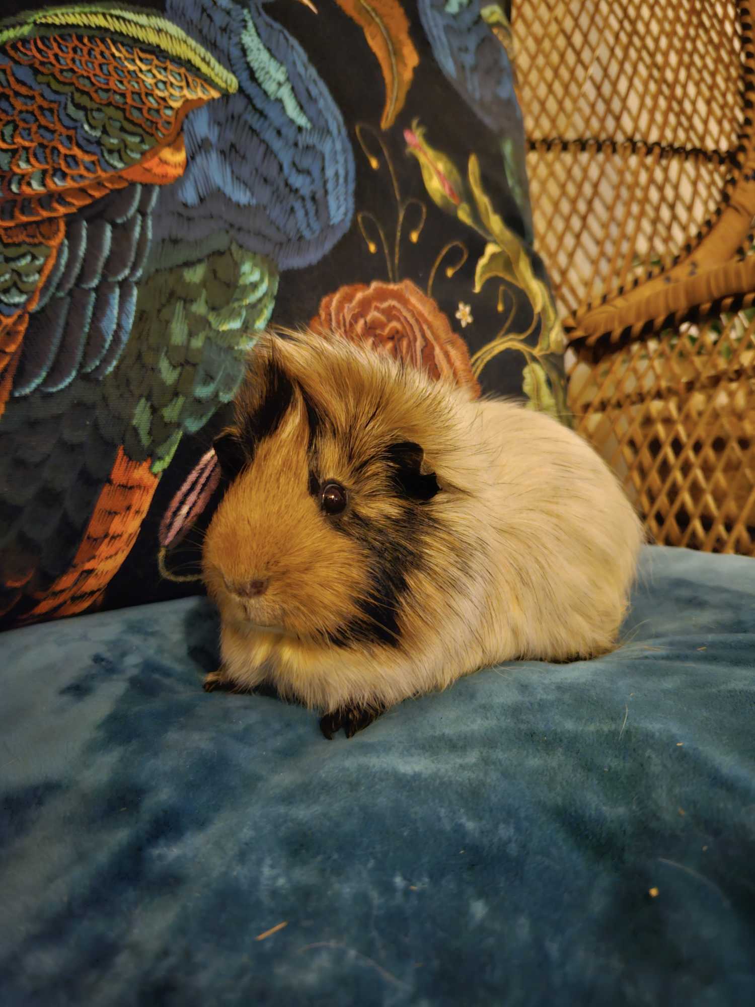 Picture Idea: Vetafarm Cavy Origins Complete Balanced Diet Guinea Pig Food 1