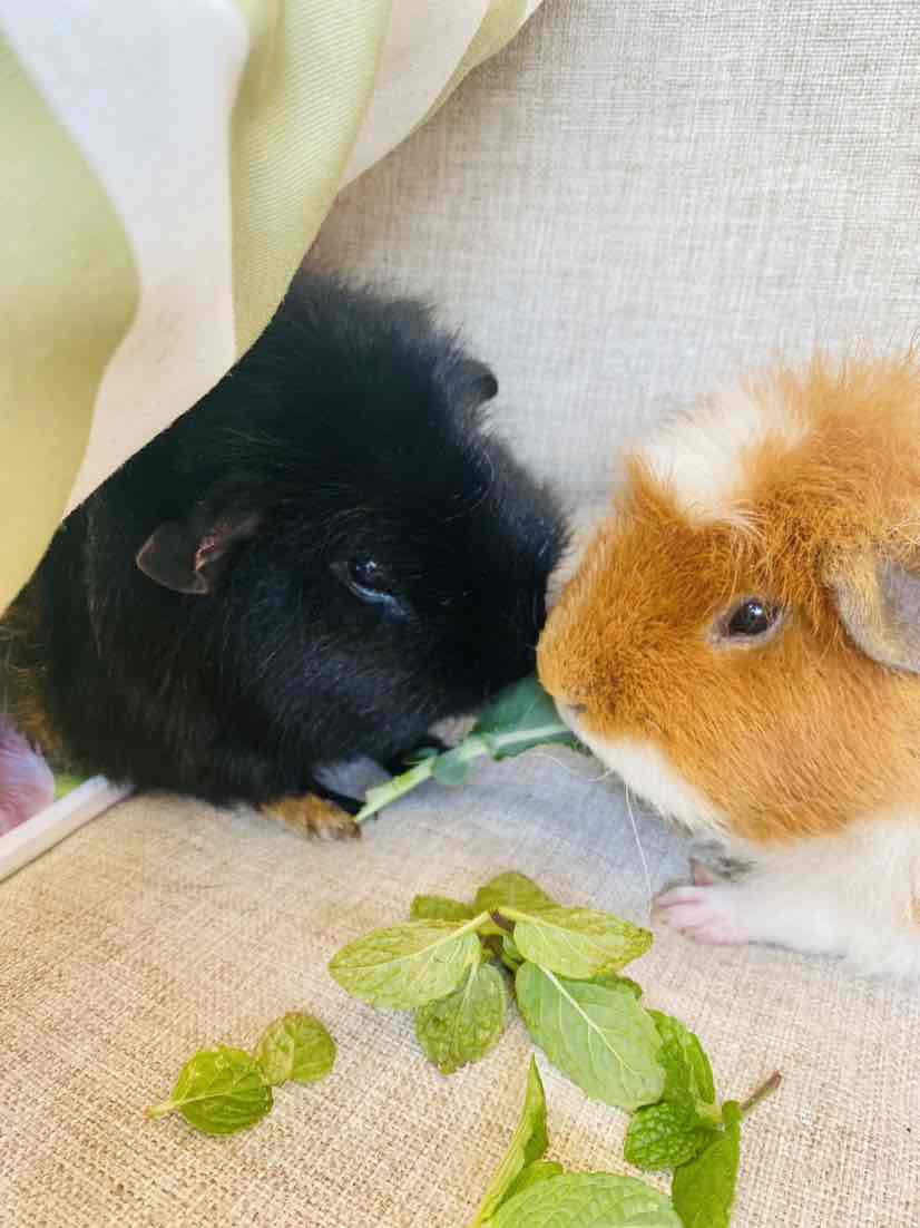 Gallery Detail: Vetafarm Cavy Origins Complete Balanced Diet Guinea Pig Food 1