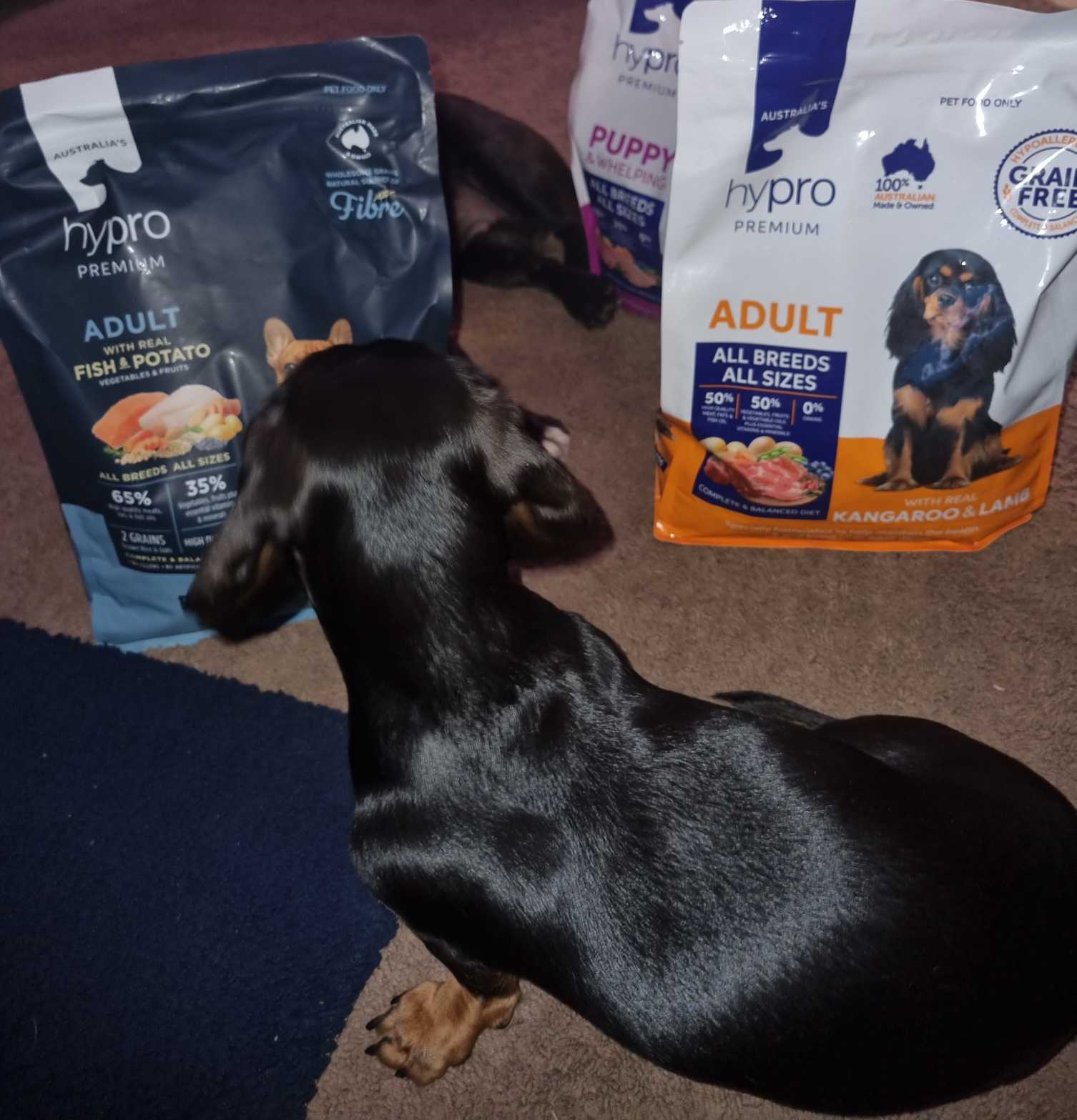 Earls complete clearance dog food review