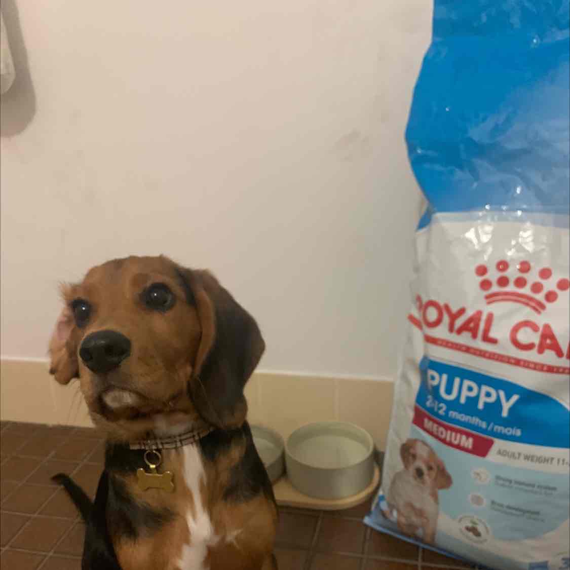 Royal Canin Good Dog Food For Corgis Royal Canin Veterinary Diet