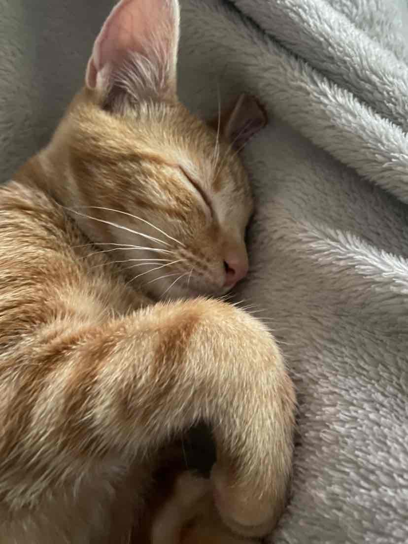 KONG Crackles Tweetz Bird Cuddly Play Plush Catnip Toy For Cats 6.44