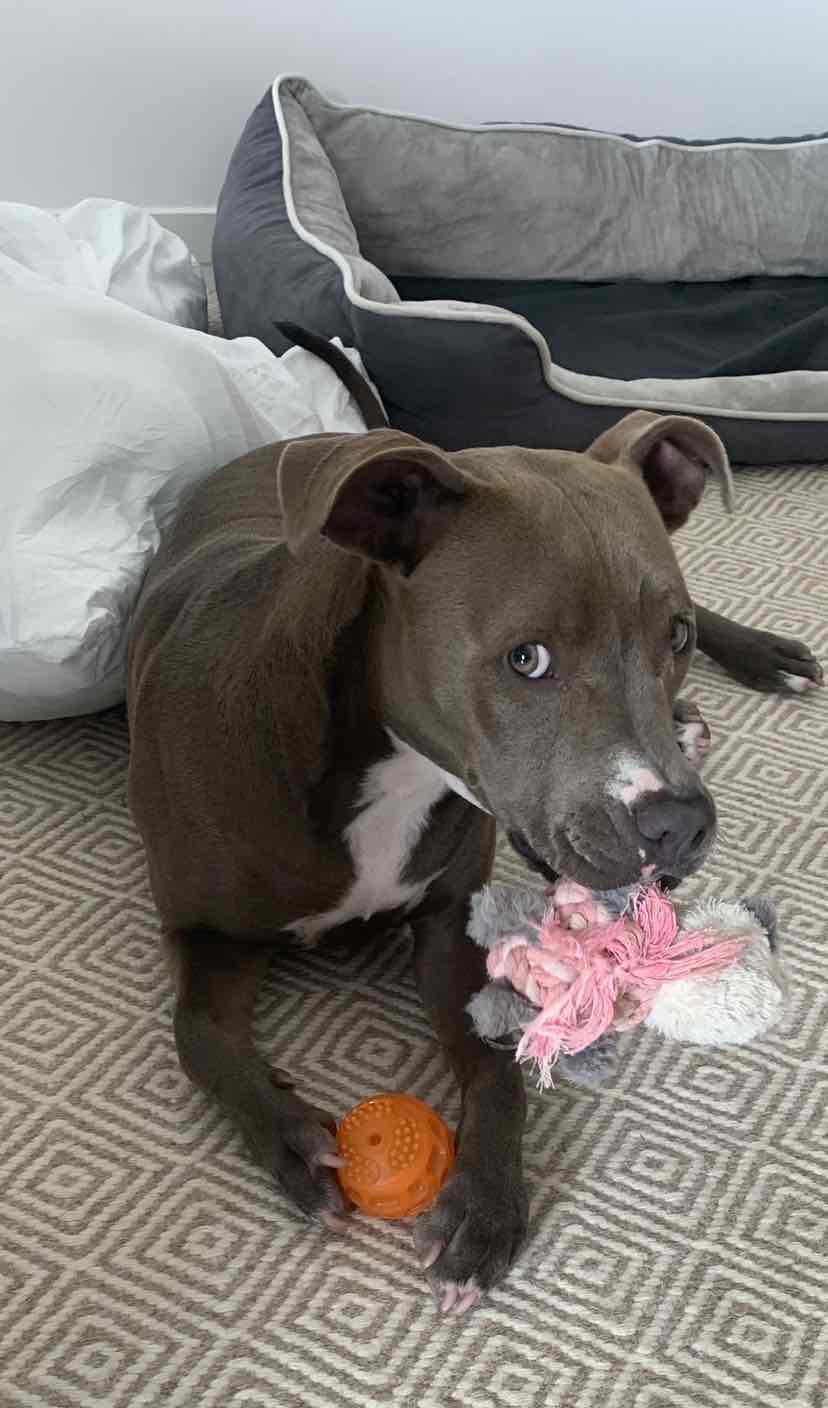 Aristopet Outdoor Garden Repellent Dog And Cat 400g 17.71