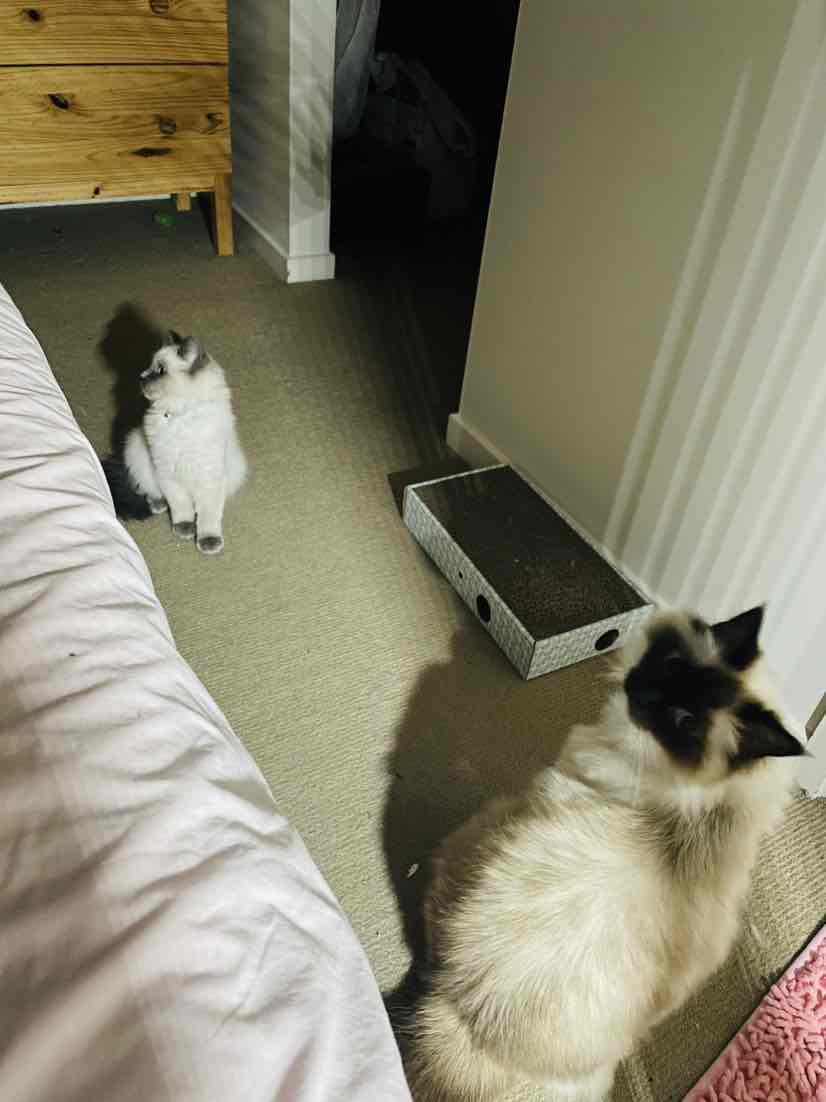 Tranquil treats for cats top