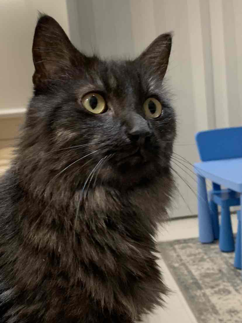 Trouble And Trix Ultra Scoop Ocean Breeze Clumping Cat Litter 10L 10kg