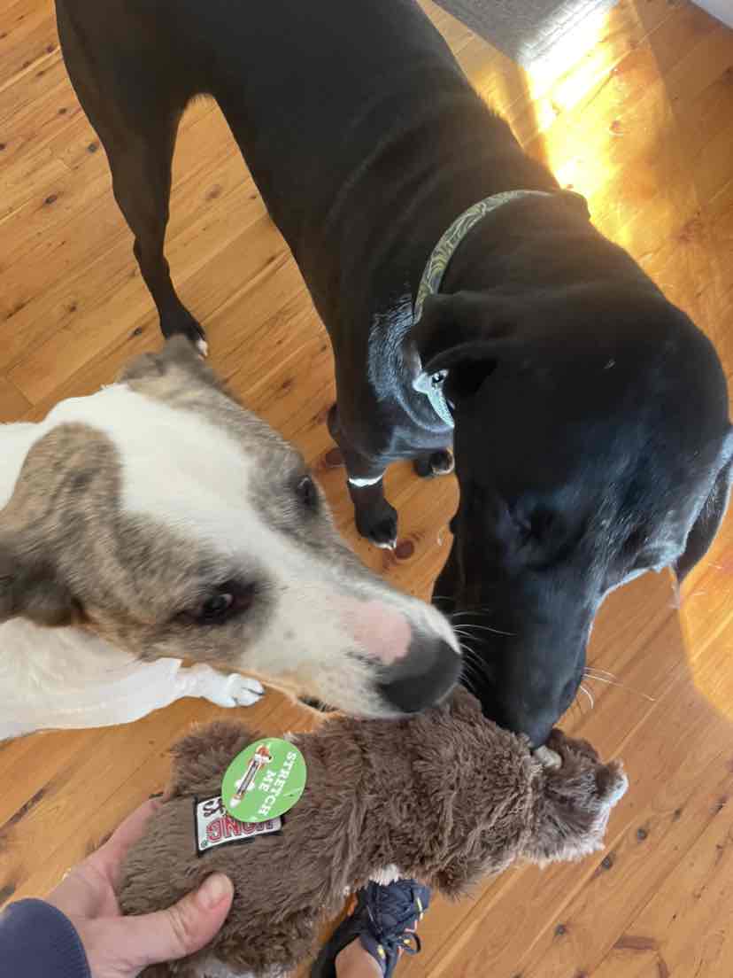 Kong Scrunch Knot Squirrel - Giocattolo Per Cani Piccolo Con Squeak, Senza Imbottitura - Foto 2