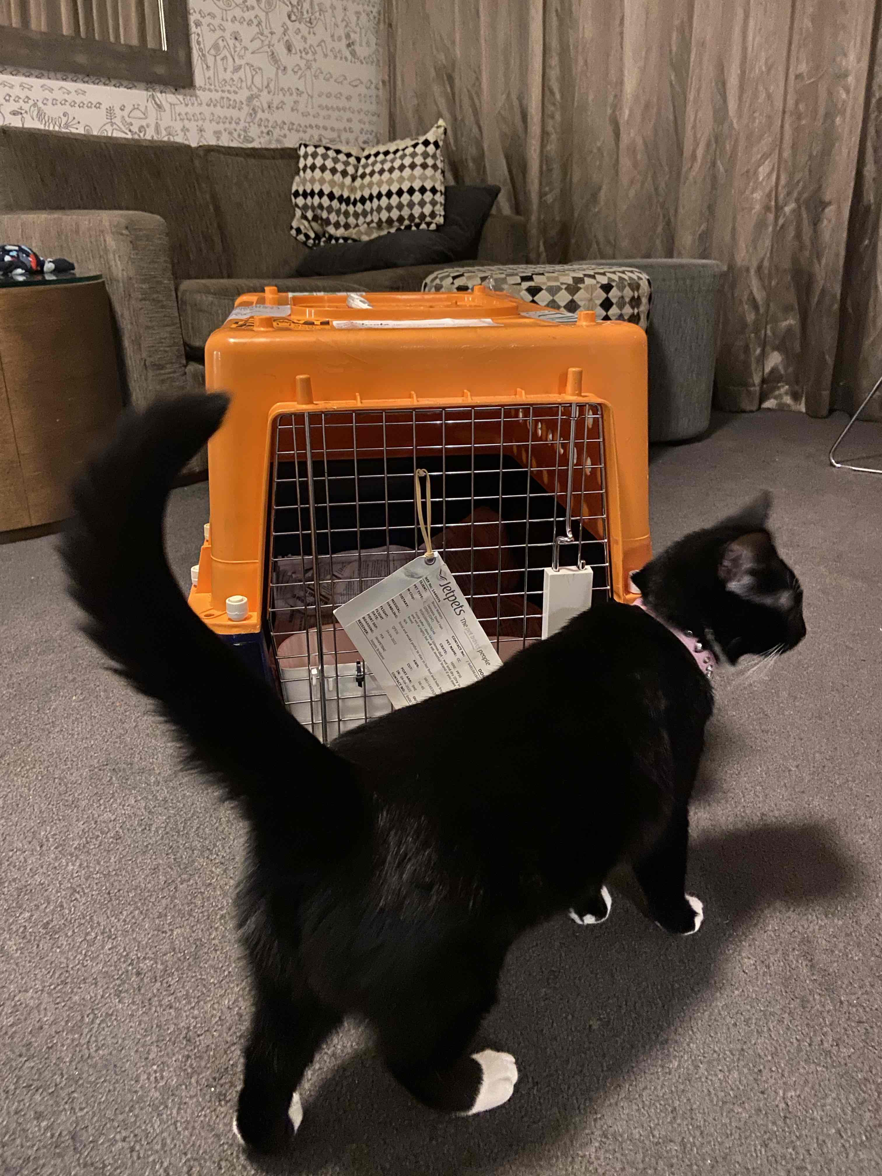 Trouble And Trix Ultra Scoop Ocean Breeze Clumping Cat Litter 10L 10kg