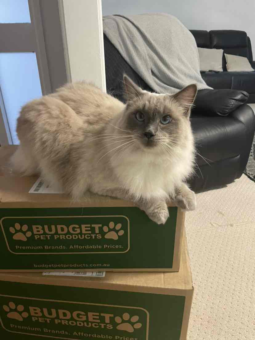 Royal Canin Veterinary Diet Feline Gastrointestinal Hairball Dry Cat Food 2kg 55.90