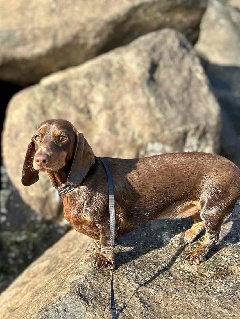 Bounce And Pounce Mongoose Treat Dispenser Assorted Colour Toy For Dogs