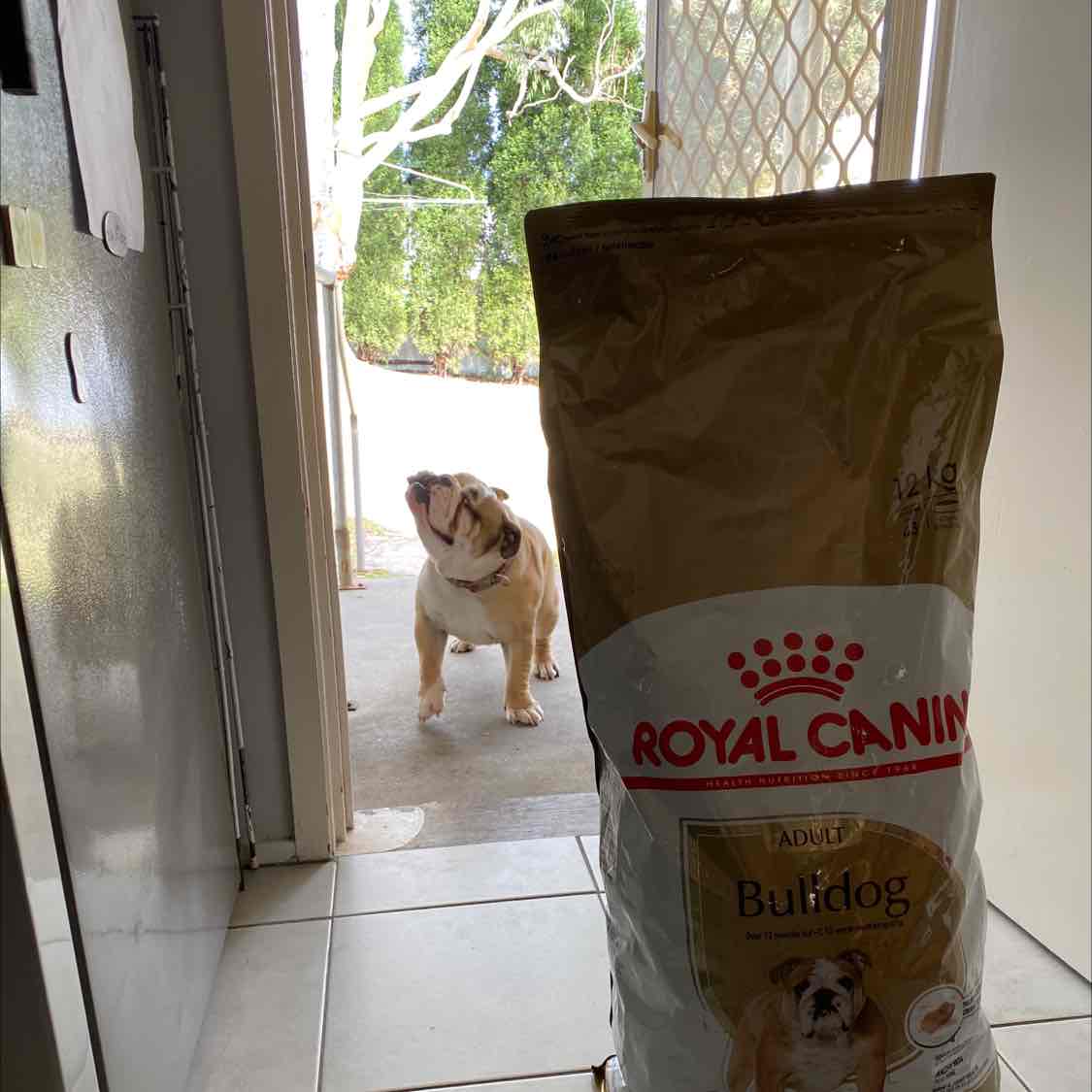  CANIN ADULT Bulldog 12kg 送料無料 royal-canin-adult-bulldog-dry-