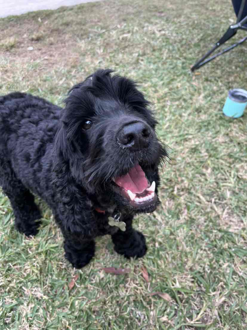 Royal Canin Cocker Spaniel Adult Dry Dog Food 3kg 46.91