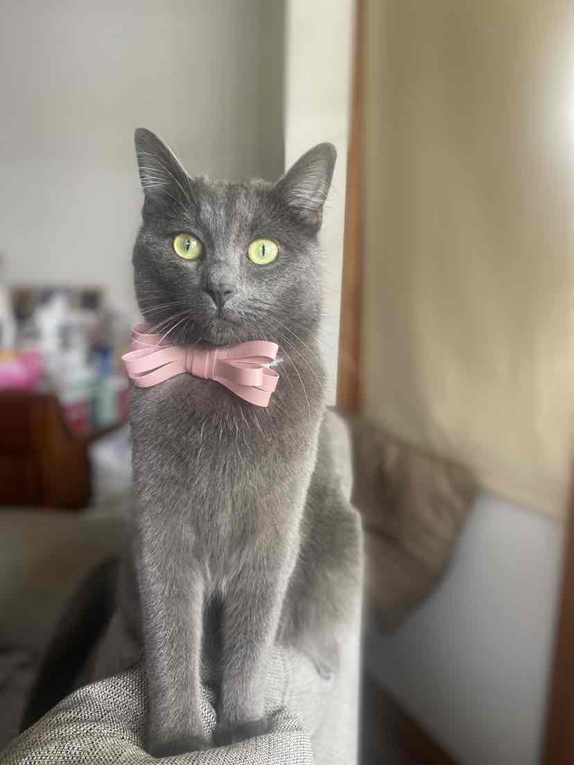 Cat Food Wet Royal Canin Instinctive 85g X 12 1box, Pet Supplies