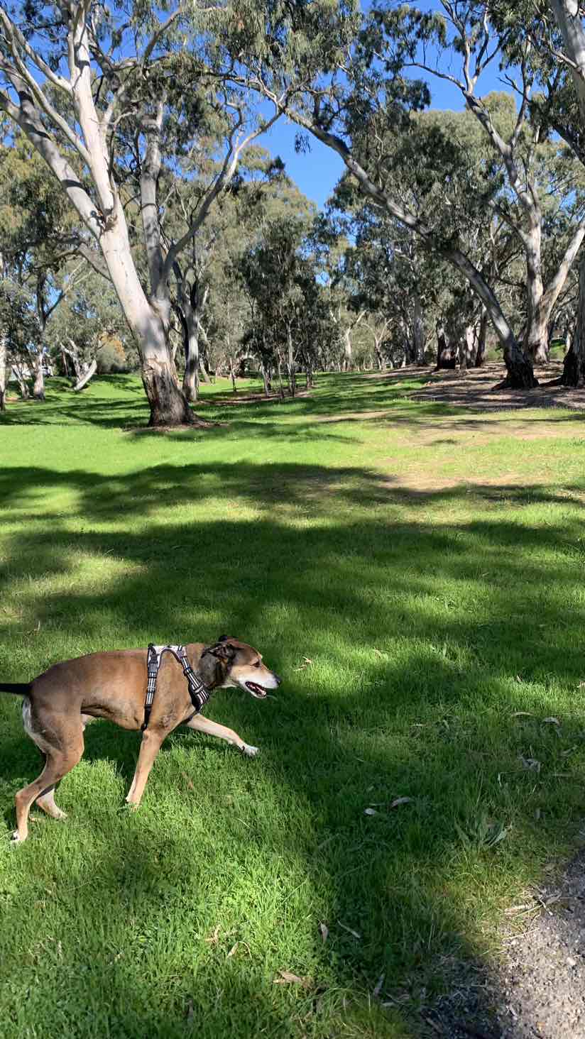 Meals For Mutts MfM Kangaroo And Lamb Adult Dry Dog Food 20kg 145.66