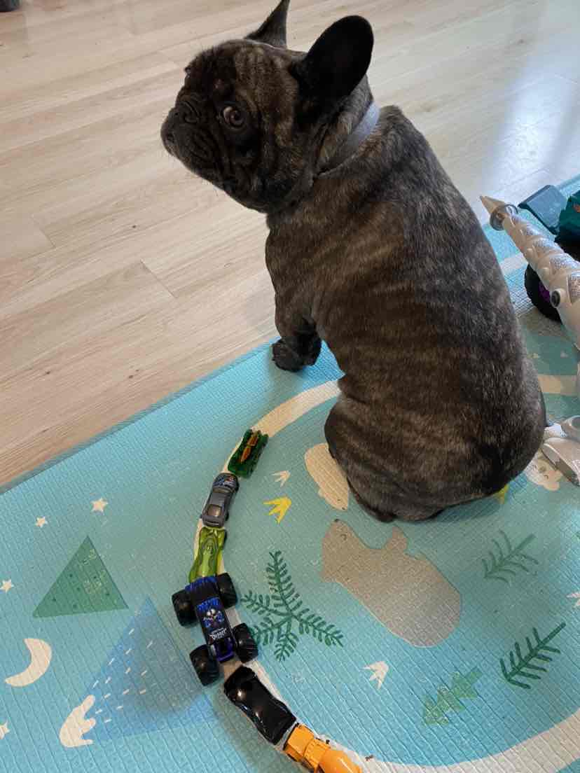 Meals For Mutts MfM Kangaroo And Lamb Adult Dry Dog Food 20kg 145.66