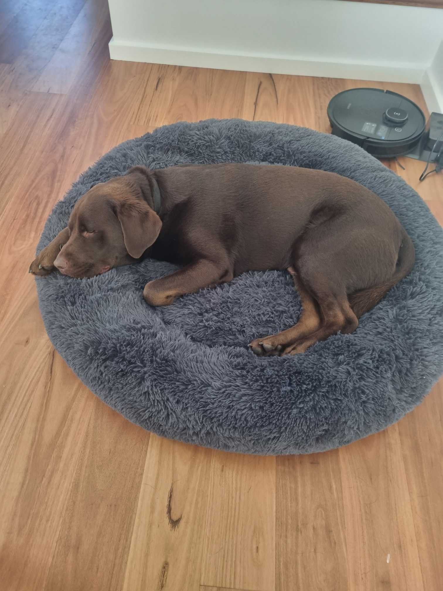 Kazoo Peacock Calming Round Plush Bed Stormy Grey Large For Dogs 99.95